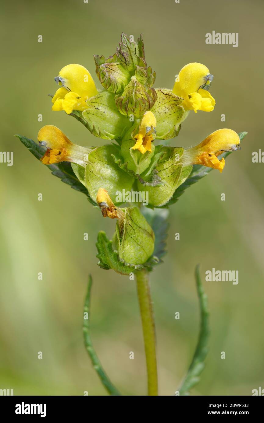 Yellow Rattle Rhinanthus minor Parasite of grasses Stock Photo Alamy