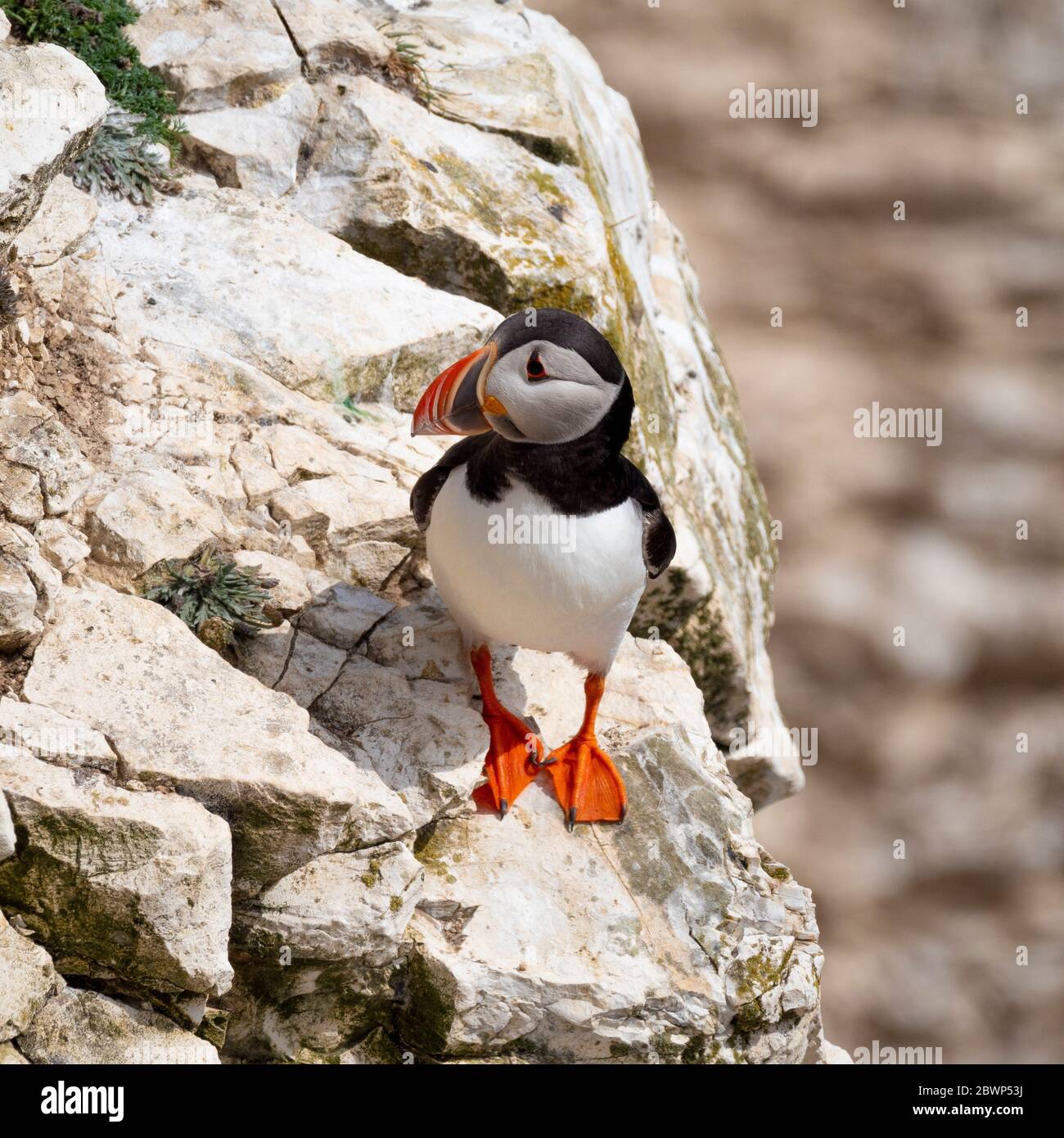 Puffins on cliffs at Flamborough Nature Reserve, UK. Stock Photo