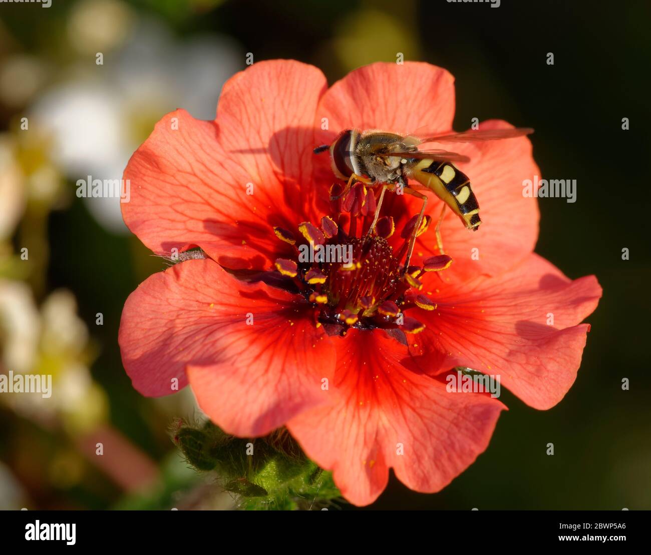 Hoverfly - Eupeodes corollae  Female feeding on Nepal Cinquefoil flower - Potentilla nepalensis Stock Photo