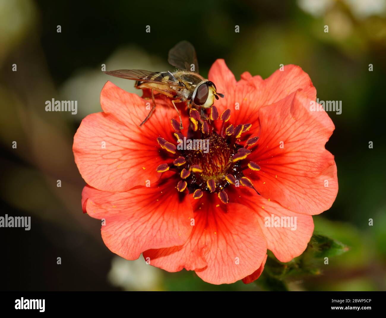 Hoverfly - Eupeodes corollae  Female feeding on Nepal Cinquefoil flower - Potentilla nepalensis Stock Photo