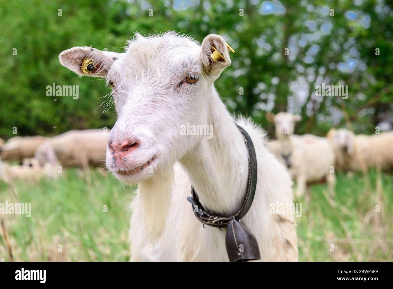 A horned goat posing for a photo. At the bottom of the image is the clay floor with a wooden fence, green grass and some trees Stock Photo