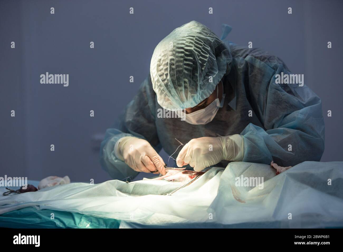 Closeup view of female veterinarian does cat sterilization surgery and sews up the wound, vet holding a needle in his hands. Veterinary surgery, opera Stock Photo