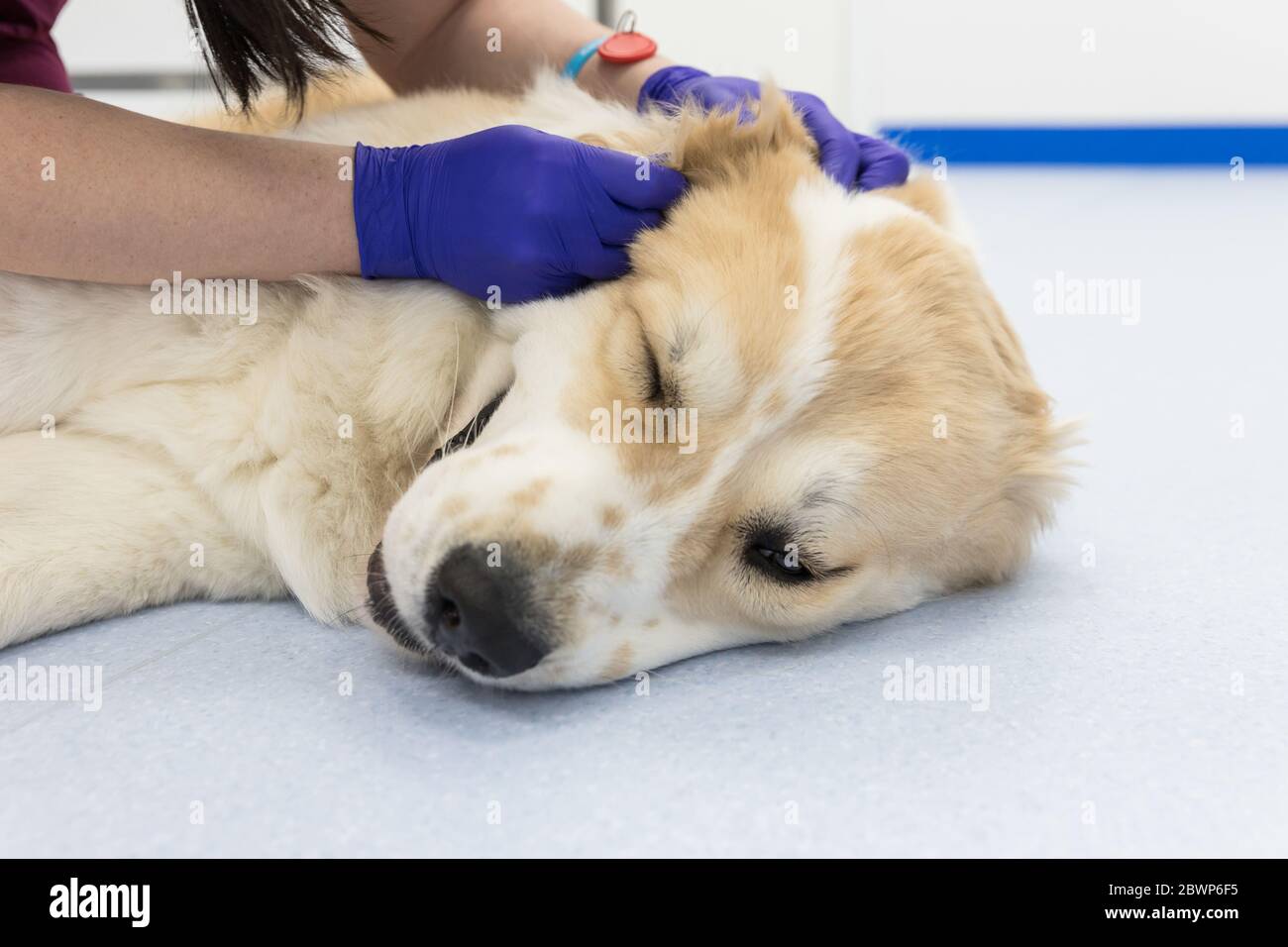 Closeup of veterinarian checks the ear of a Central asian shepherd dog. Dog under medical exam. Veterinarian doing the procedure of inspection of auri Stock Photo