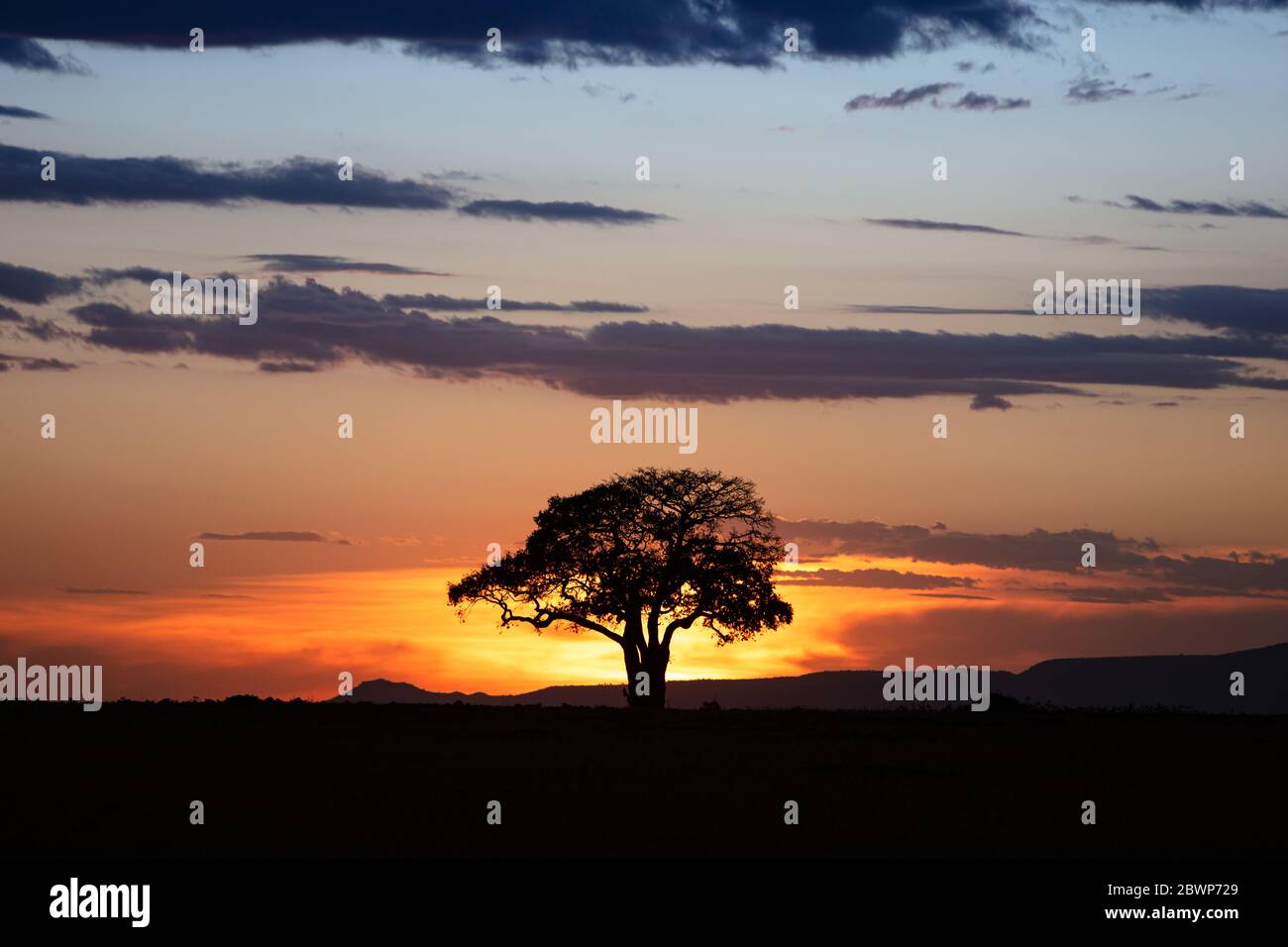 Golden sunrise behind Silhouette tree with beautiful wide open sky in Kenya, Africa Stock Photo