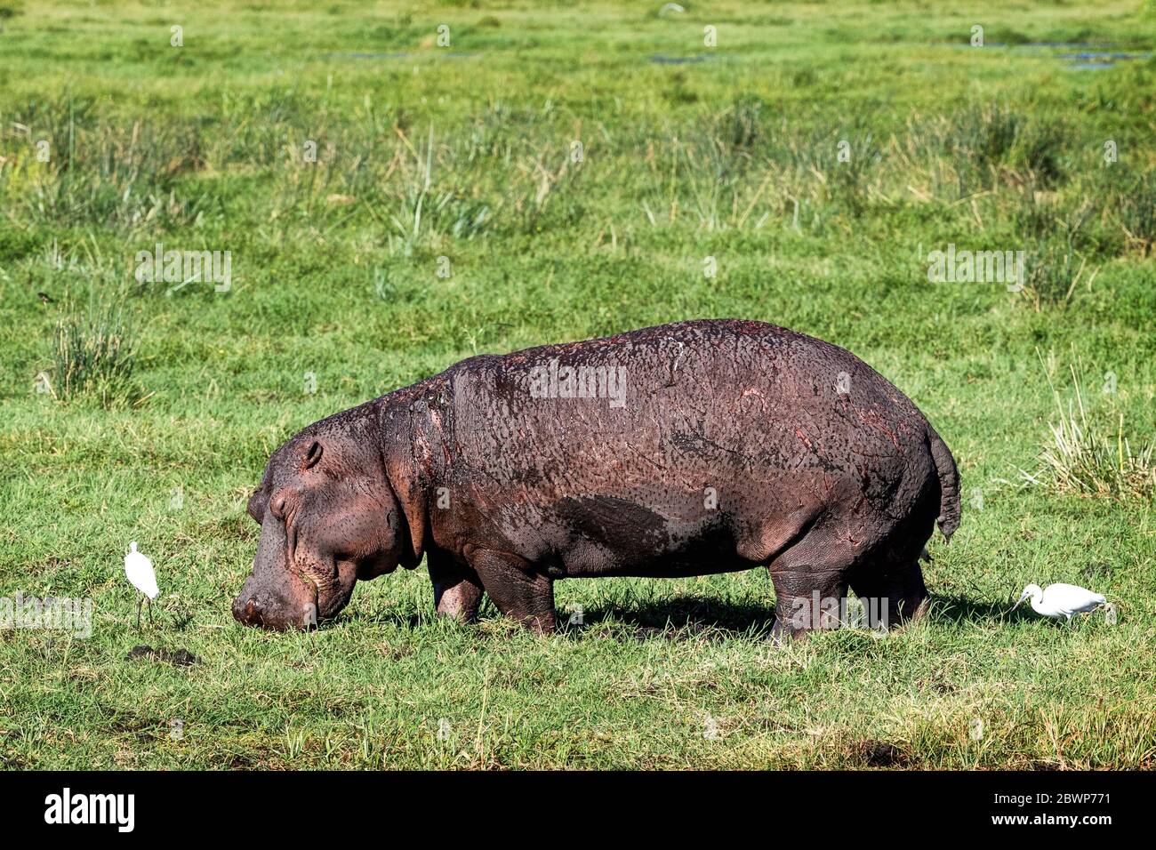 Large Hippopotamus facing side standing in marsh in Amboseli, Kenya Africa grazing on grass Stock Photo