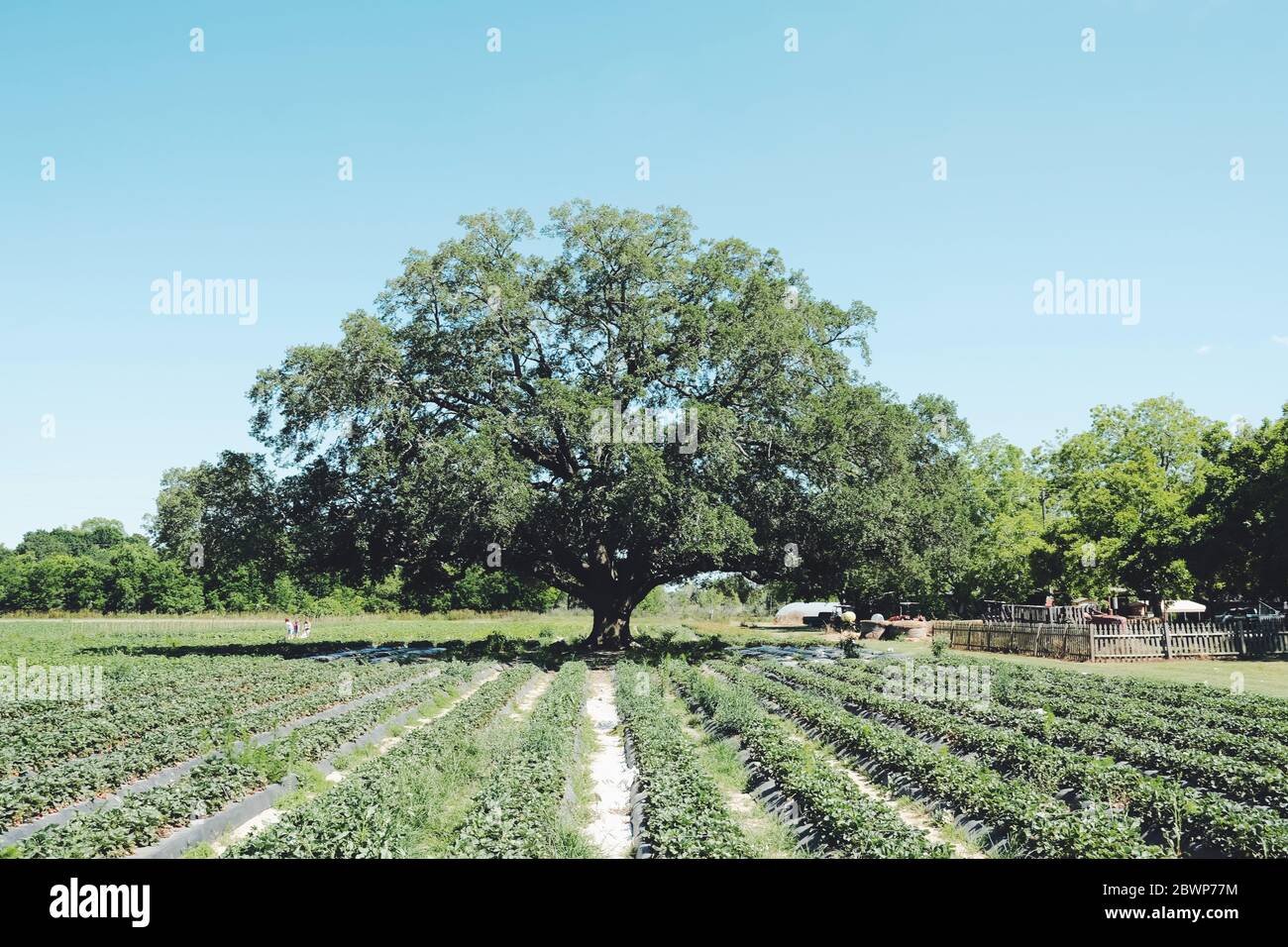 Big tree and crops Stock Photo Alamy
