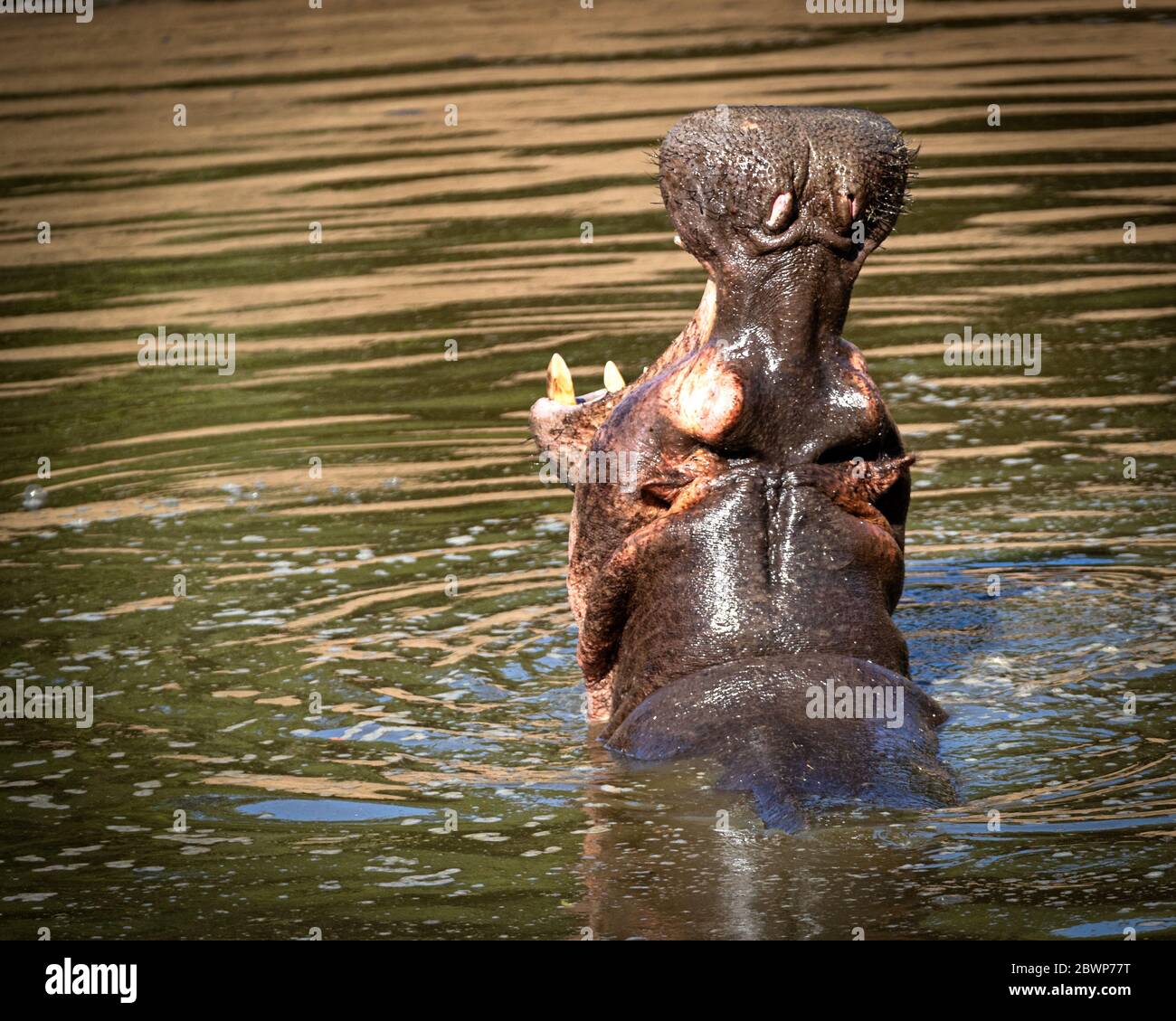 Hungry hippo with mouth wide open in waters of Kenya Africa Stock Photo