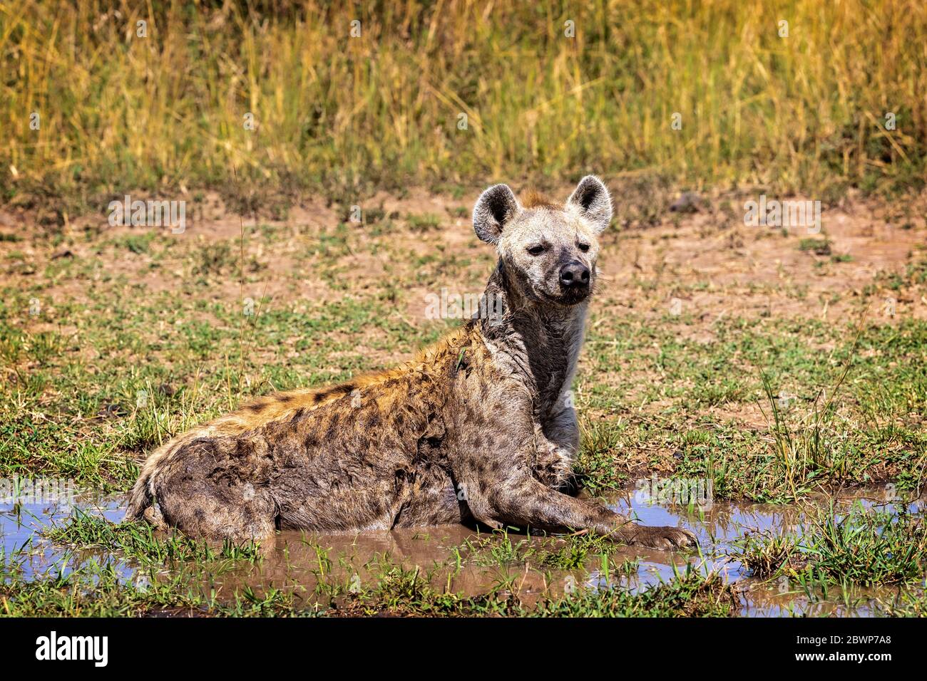 African Hyena lying in the mud cooling off in Kenya, Africa Stock Photo