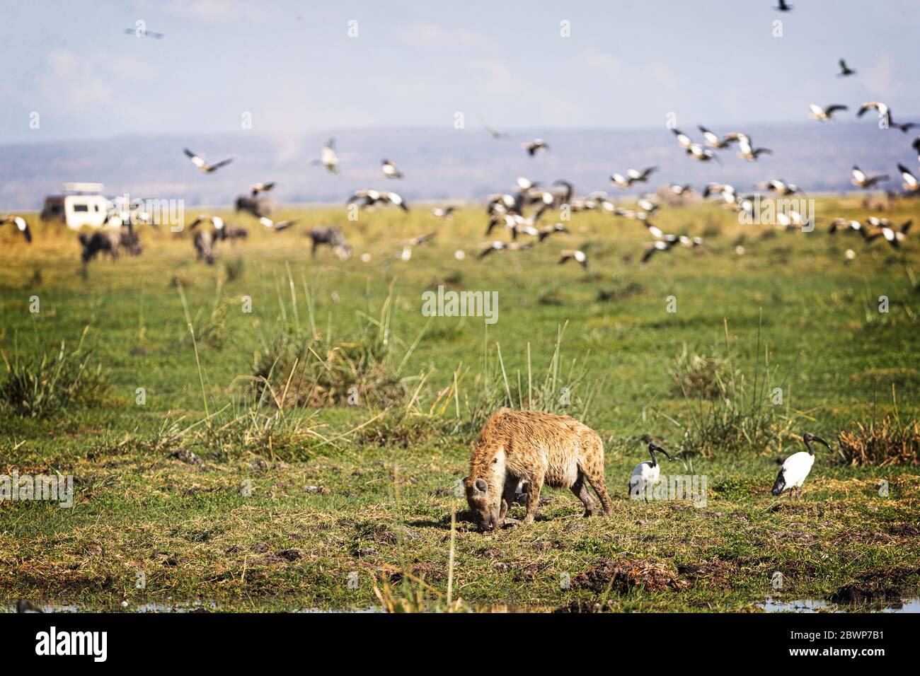 African safari scene of hyena eating carcass with flock of birds flying and safari vehicle in background Stock Photo