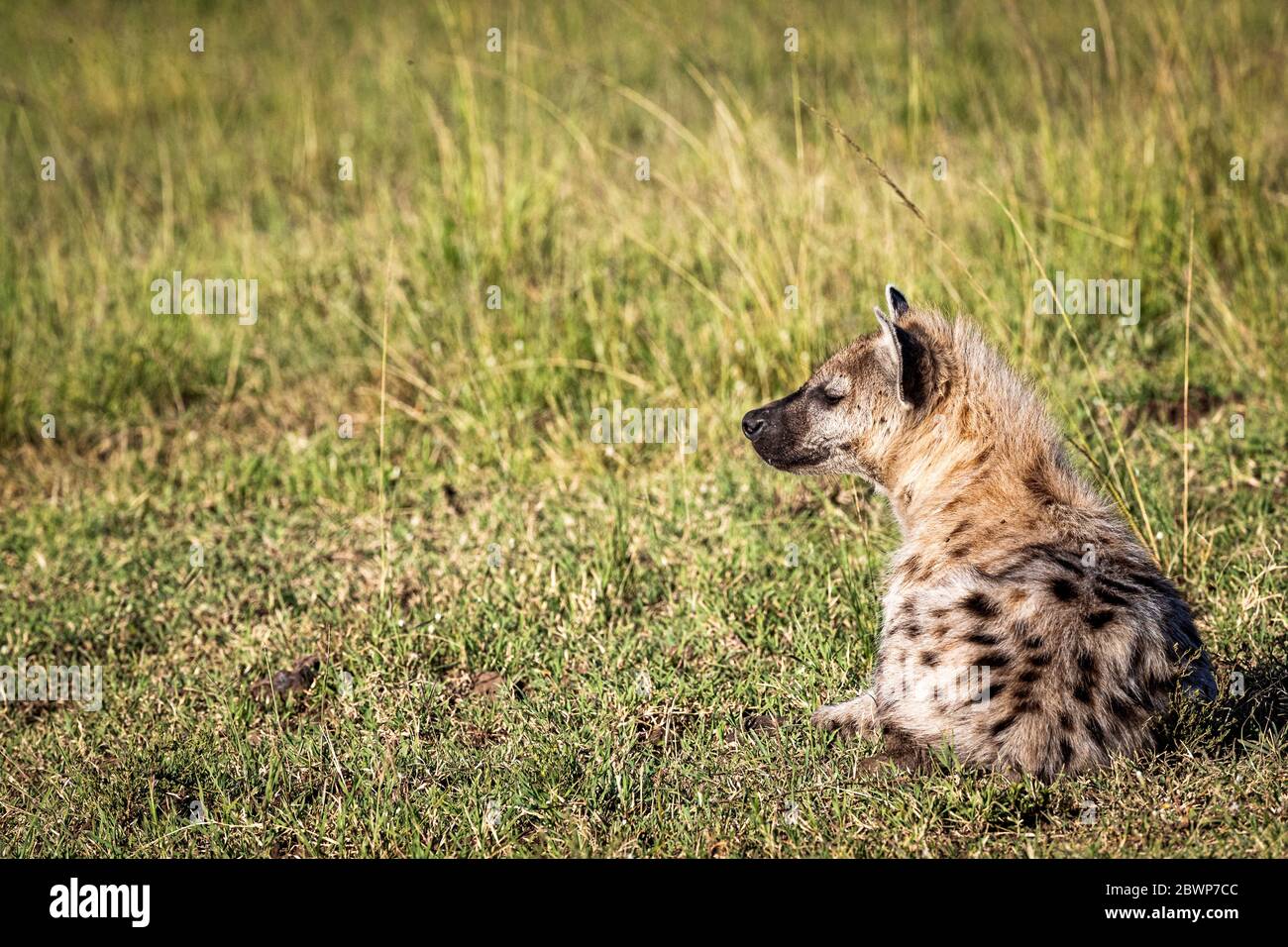 Hyena lying down in grass of Kenya Africa with copy space Stock Photo
