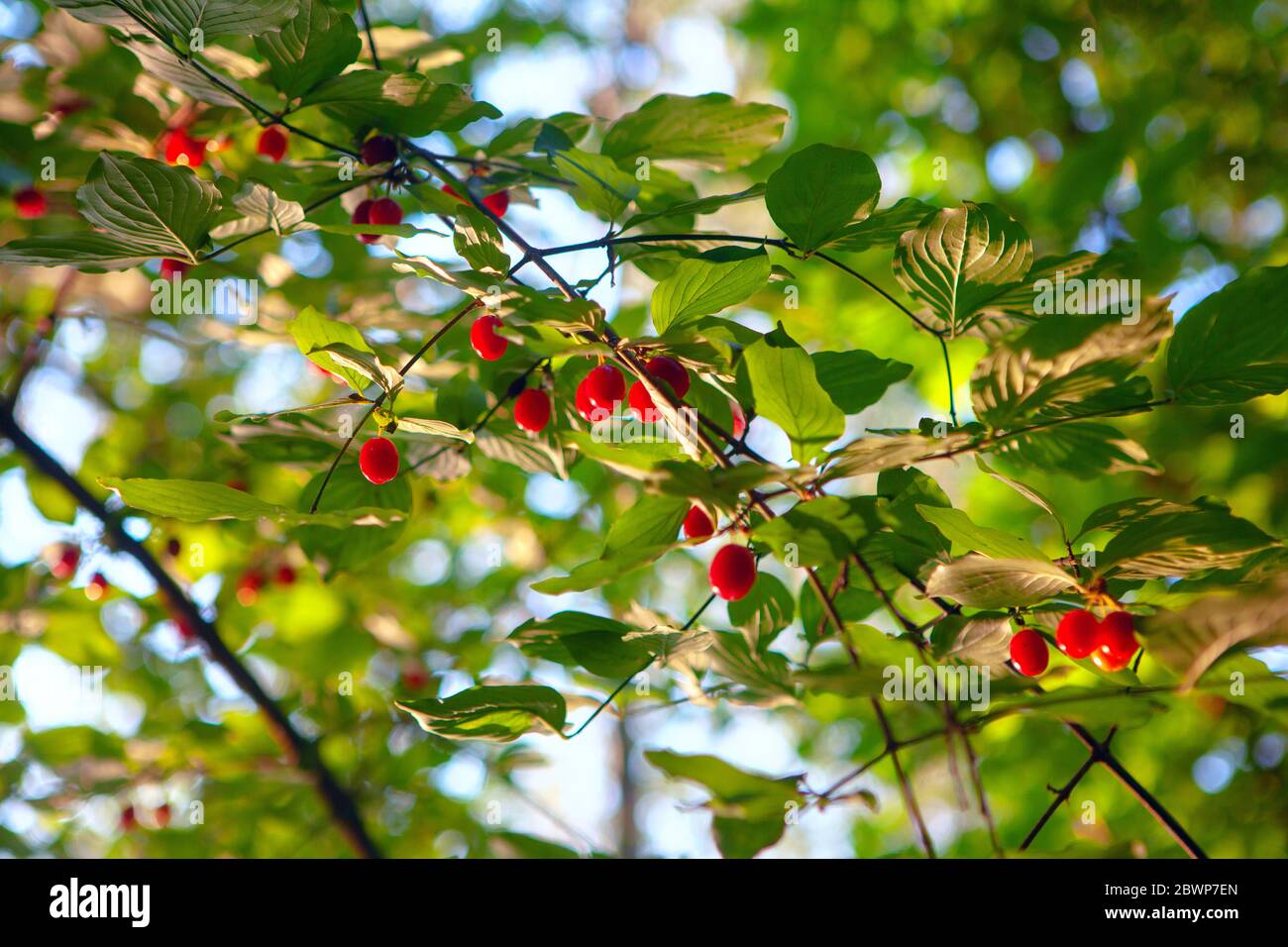 What Dogwood Tree Has Red Berries?