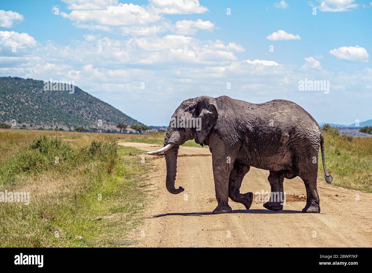 Large African elephant crossing road for safari vehicles in Masai Mara area of Kenya, Africa Stock Photo