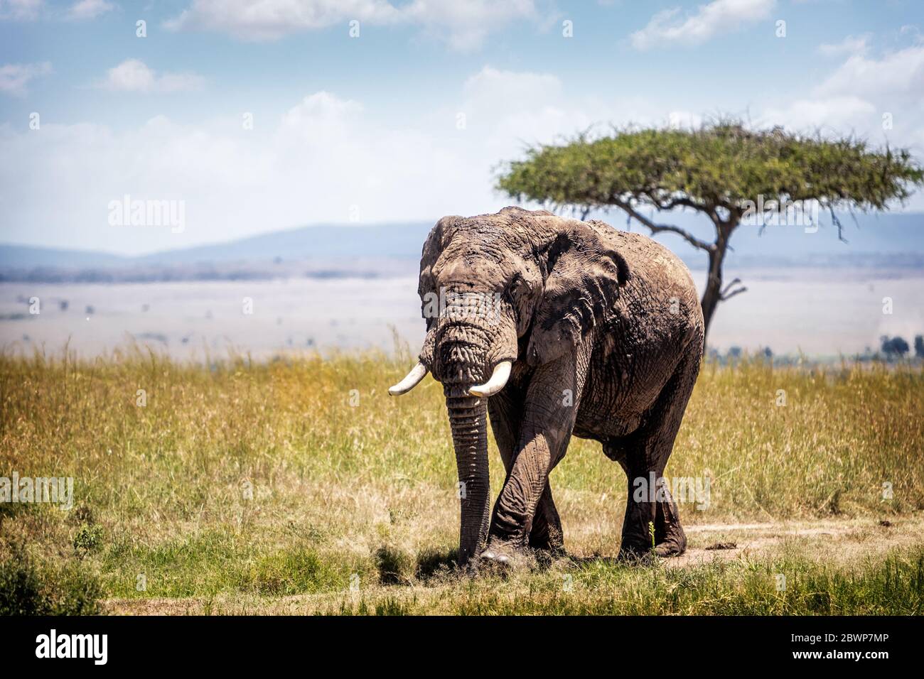 Big African elephant walking forward down path in open field of Mara Triangle in Kenya Africa Stock Photo