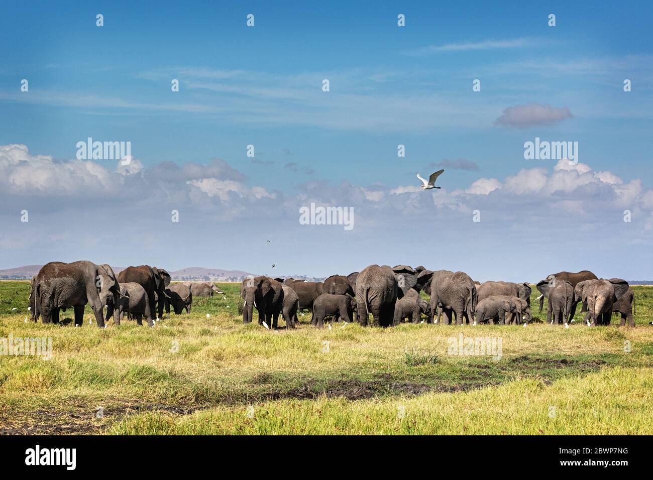 Large herd of African elephants together grazing on grass on the open landscape of Amboseli, Kenya Africa Stock Photo
