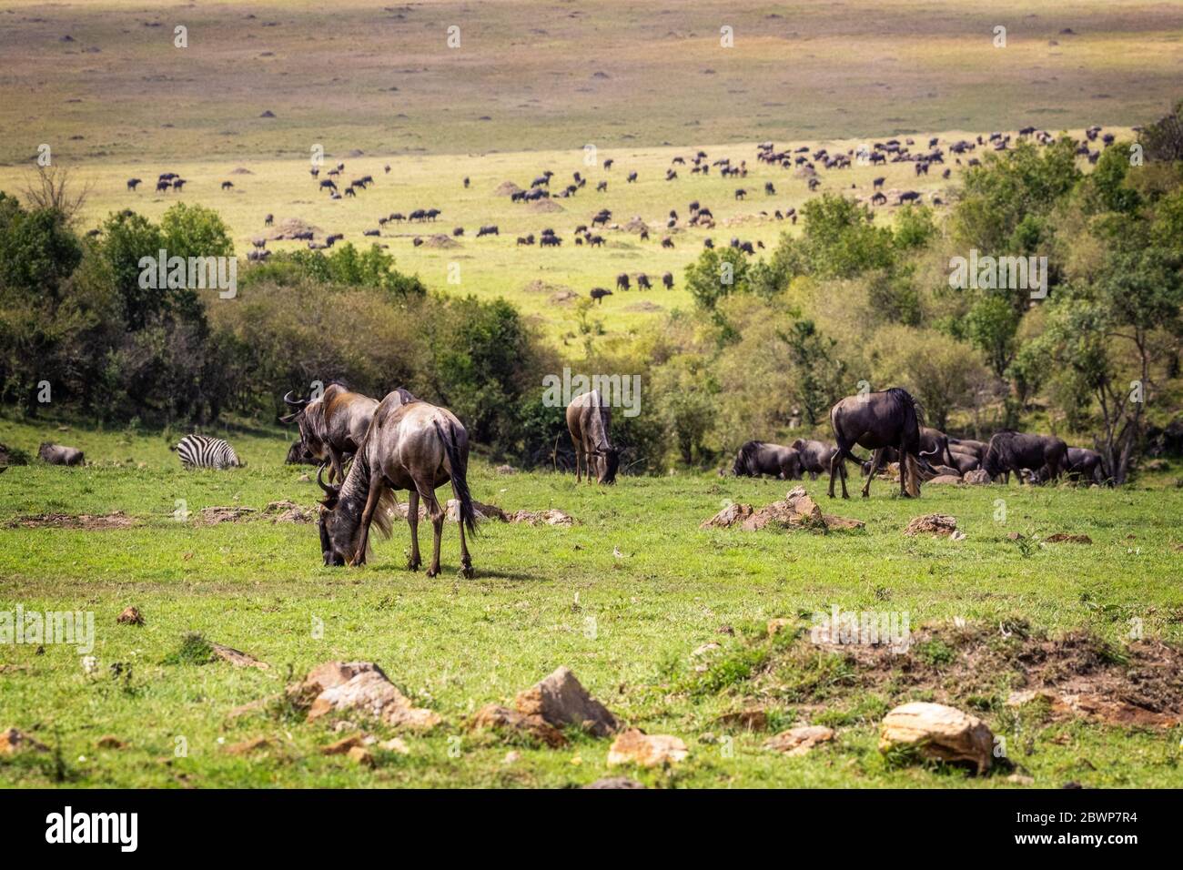 A large herd of wildebeest graze in a green grass field in the Mara Triangle Conservency, Kenya Africa during the annual migration seeason Stock Photo