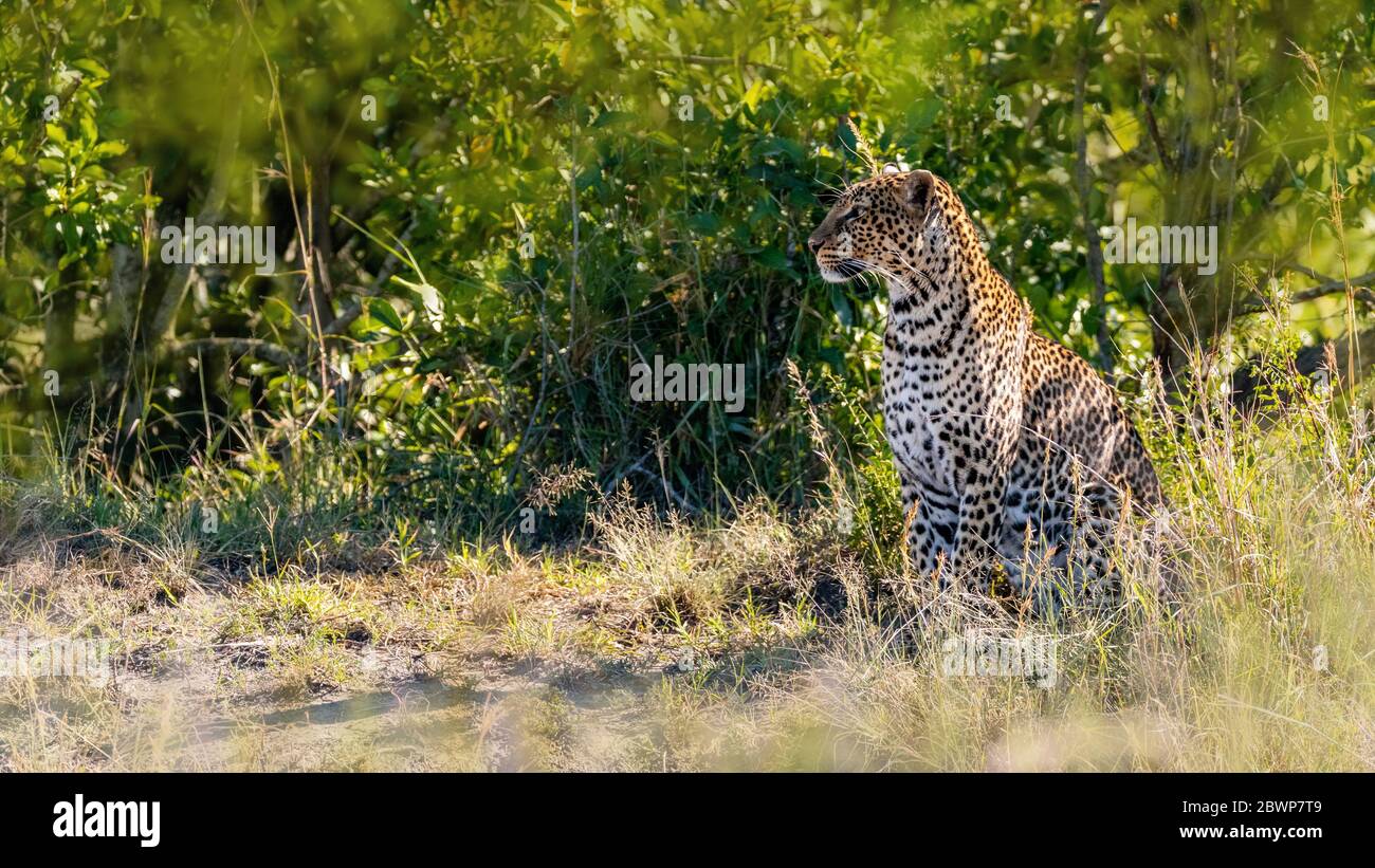 Beautiful spotted leopard in Masai Mara National Reserve, Kenya, Africa Stock Photo