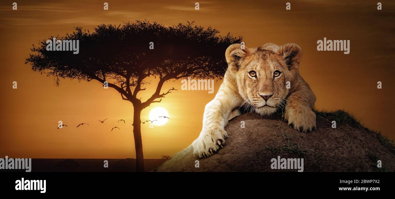 Web banner of African sunset scene with cute lion cub lying on mound and looking at camera Stock Photo