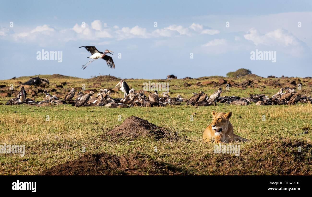 Lioness in Kenya Africa with crowd of vulture and stork scavengers in background Stock Photo