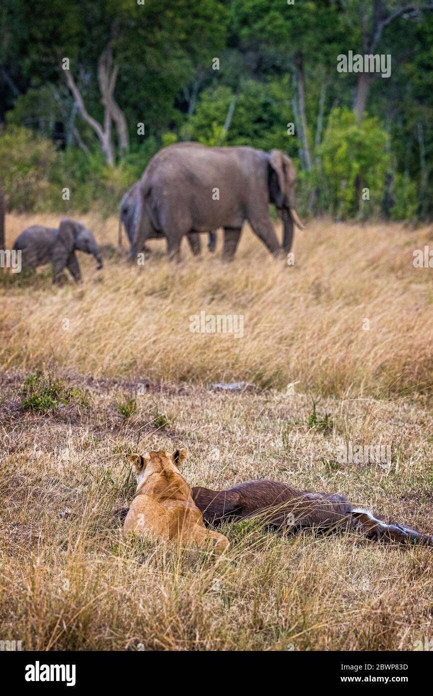 Lioneess in Kenya Africa eating wildebeest carcass watching elephant herd pass in background Stock Photo