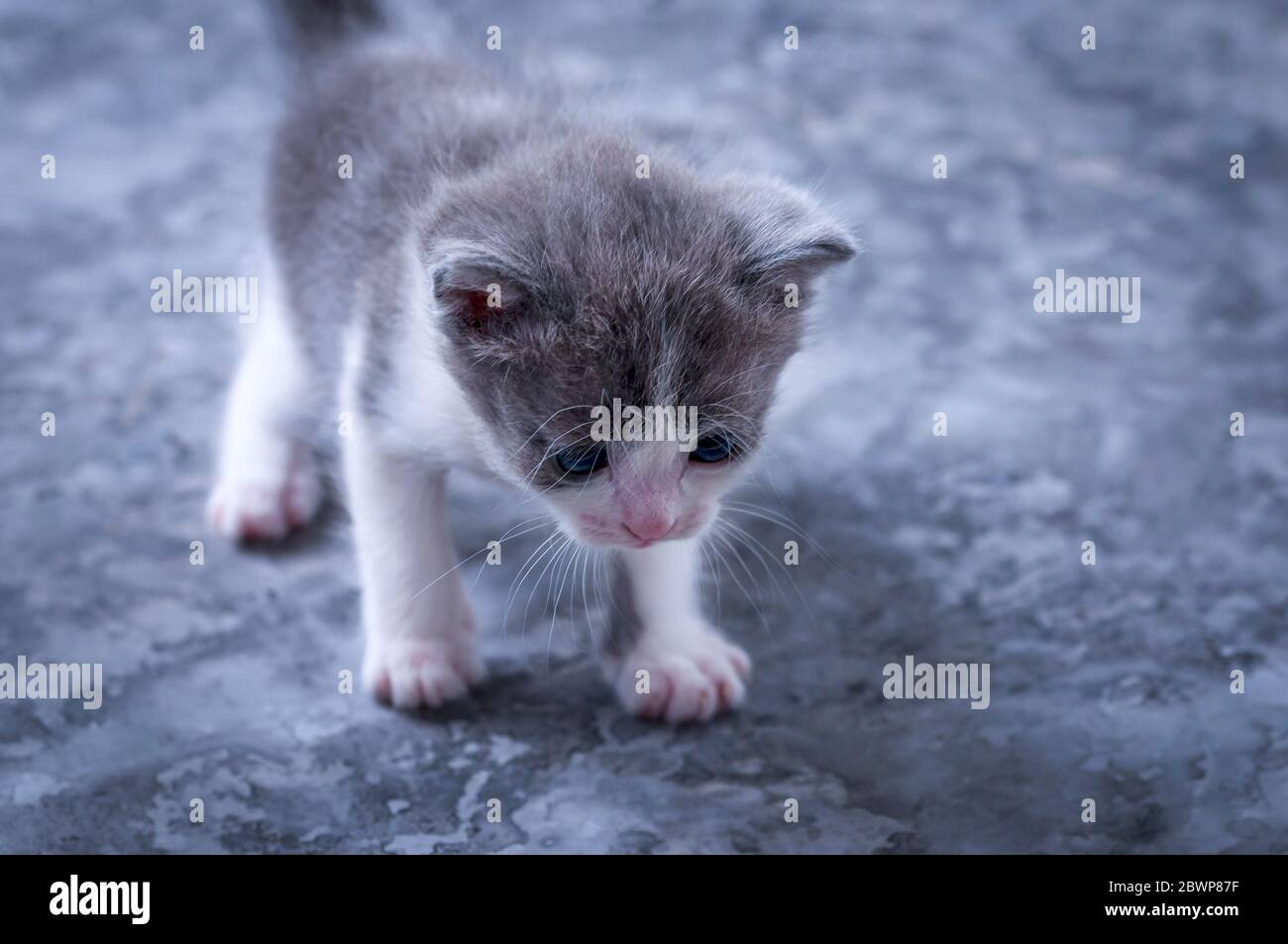 Lovely, lovely animal. Lovely, lovely animal. Little kitten. Cute kitten Stock Photo