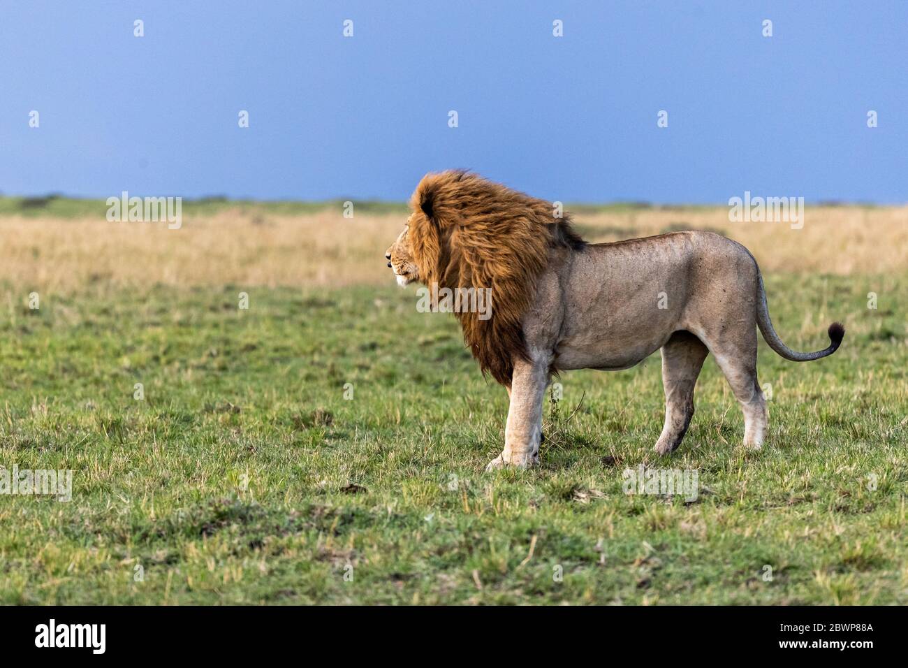 Large male African lion standing facing side in the Mara Triangle Conservancy Triangle, Kenya Africa Stock Photo