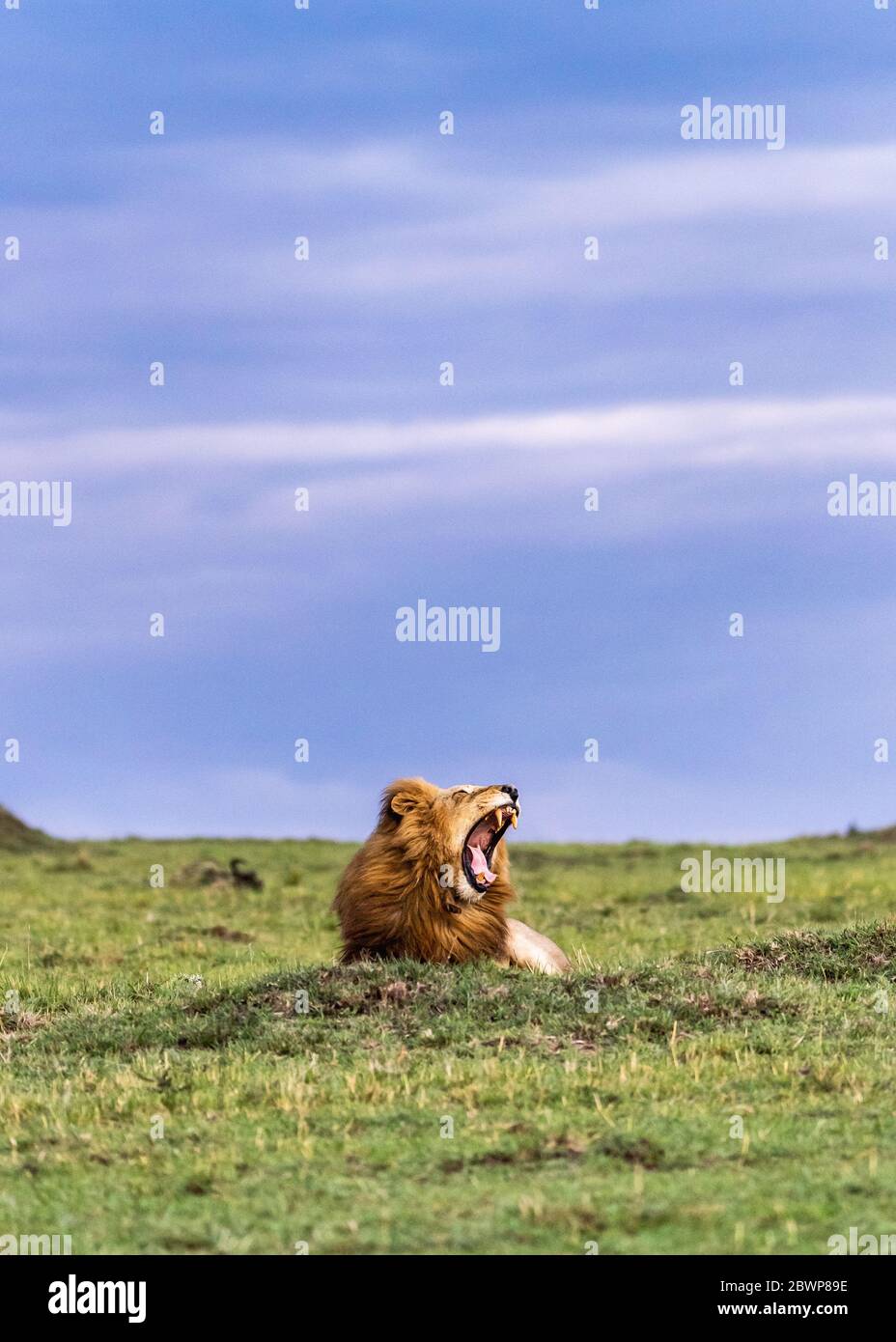 Large male African lion lying down and yawning in the Mara Triangle Conservancy Triangle, Kenya Africa Stock Photo