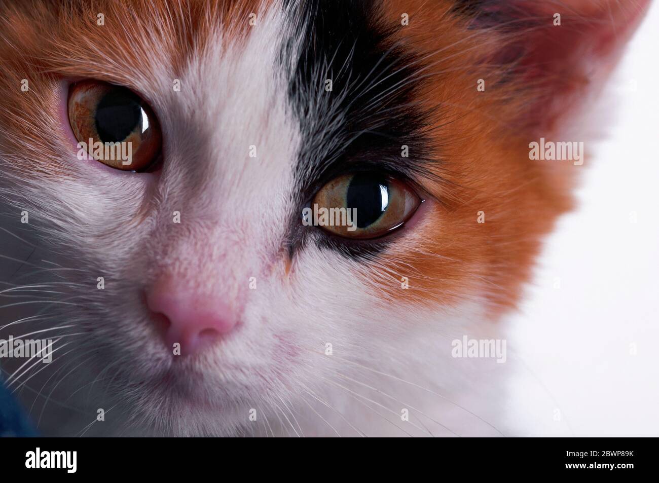 Cute kitten, a good friend of man. Kitten with multi-colored hair Stock Photo