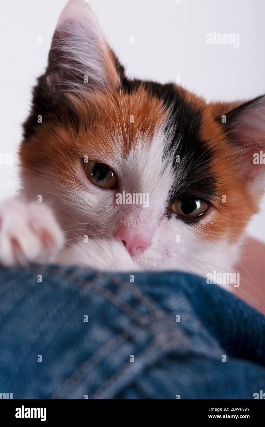 Cute kitten, a good friend of man. Kitten with multi-colored hair Stock Photo