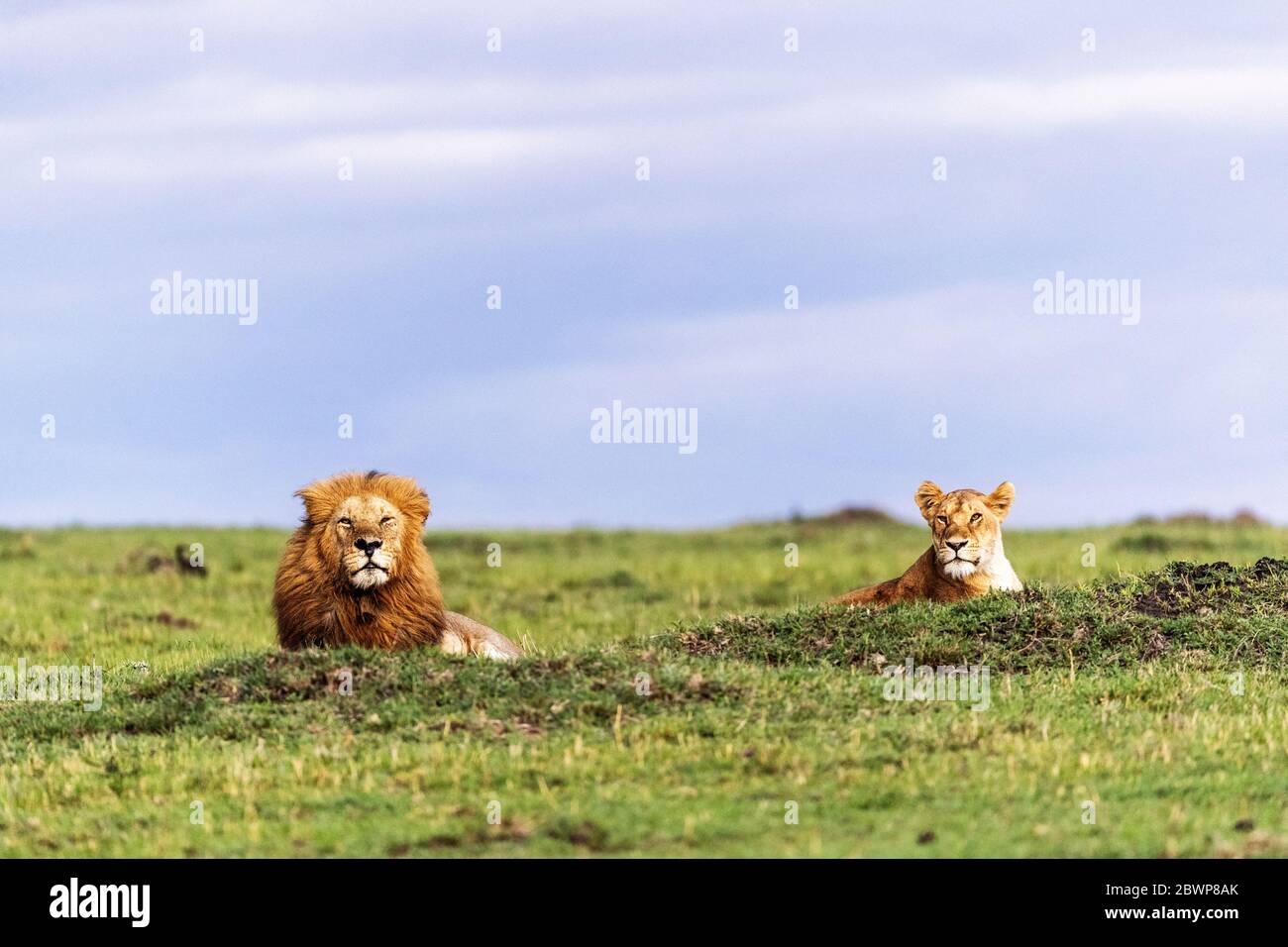 Beautiful male lion and lioness lying on termite mounds in the Mara Triangle Conservancy Triangle, Kenya Africa Stock Photo