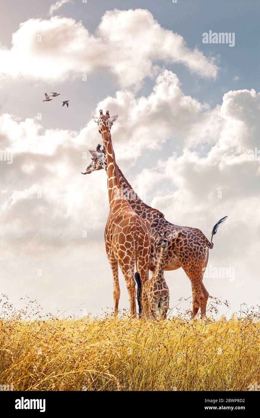Family of Masai Giraffes including mother, father and baby calf together in tall African red oat grass looking out to cloudy morning sky Stock Photo
