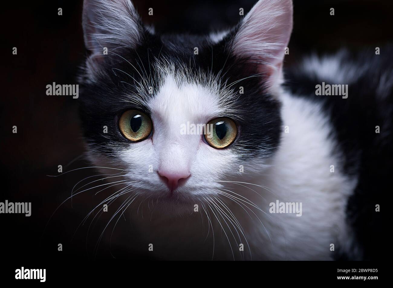 Portrait of a gray - white cat with green eyes Stock Photo