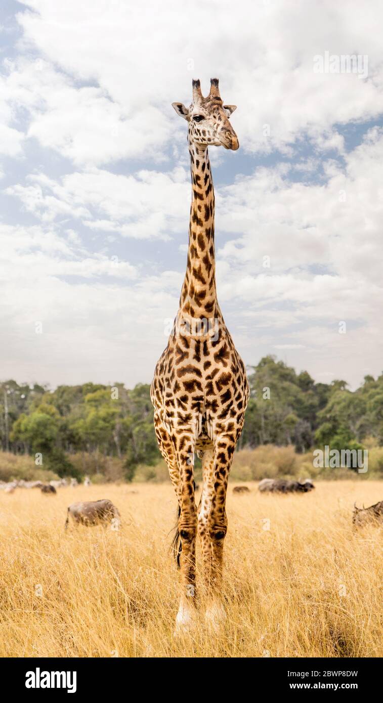 Single Masai giraffe standing tall in Kenya grassland field Stock Photo