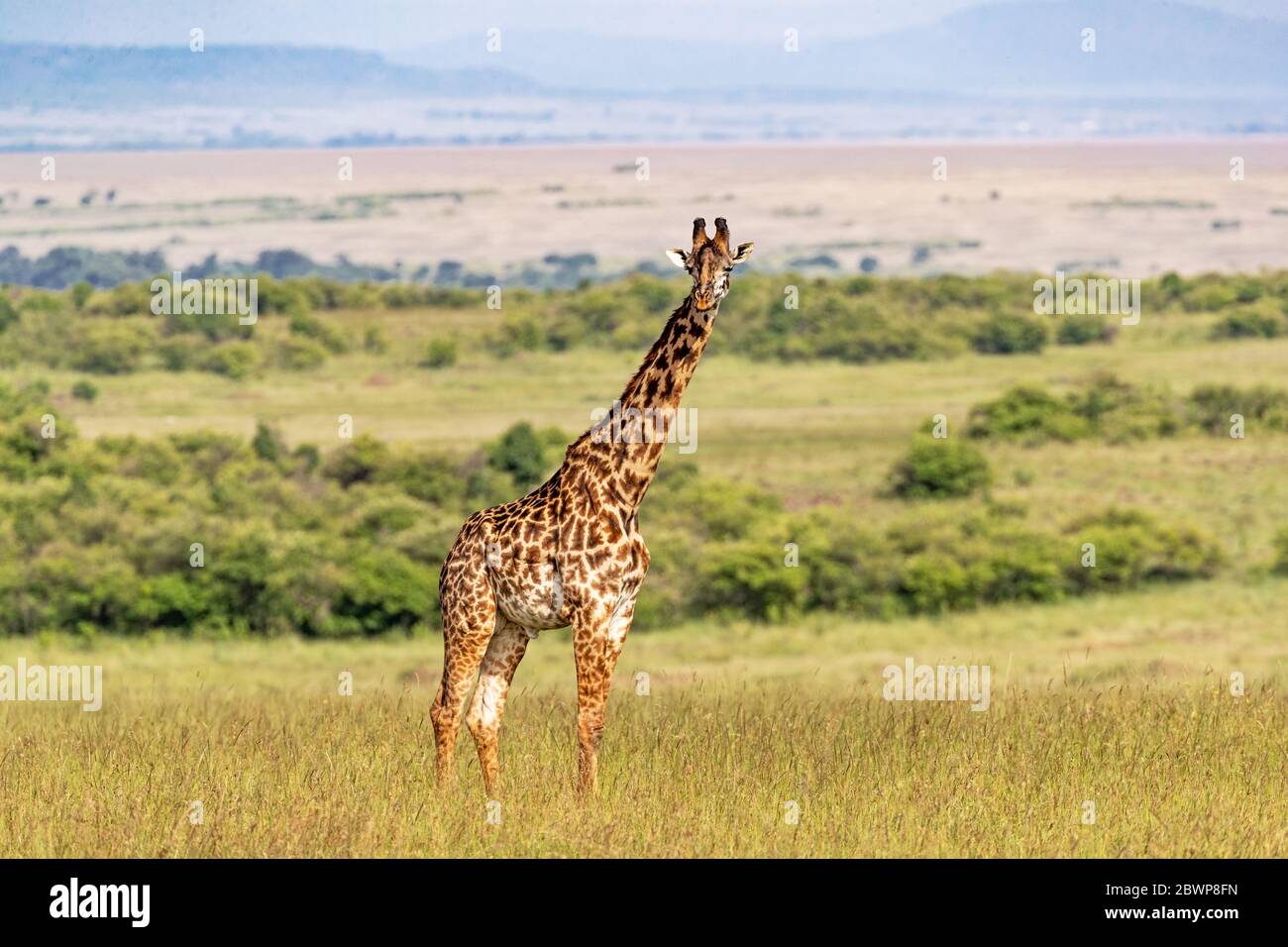 Beautiful Masai giraffe standing in grasslands of Kenya, Africa Stock Photo