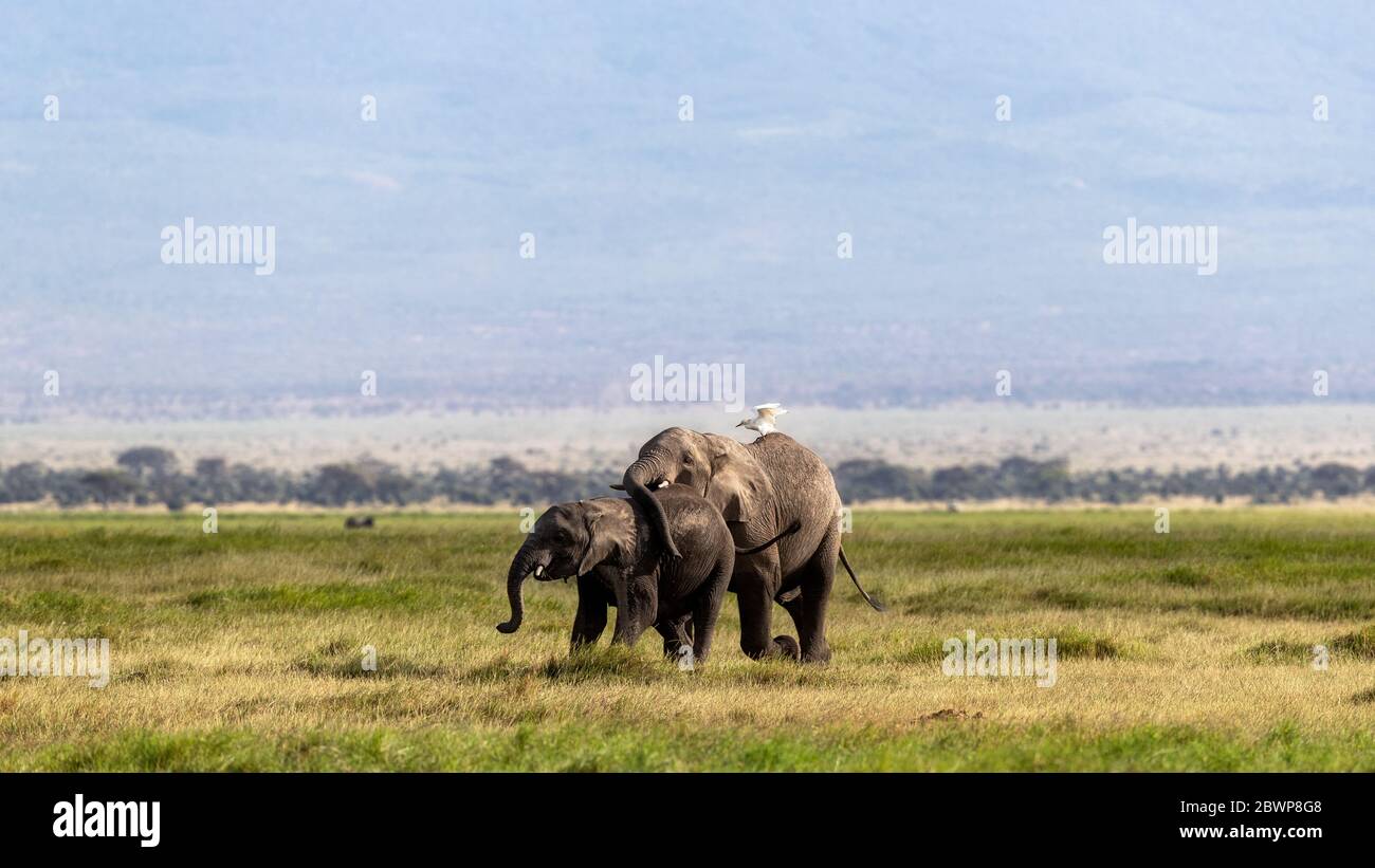 Young elephant calf with mother walking in Amboseli, Kenya Africa. Adult elephant's trunk on baby's back. Stock Photo