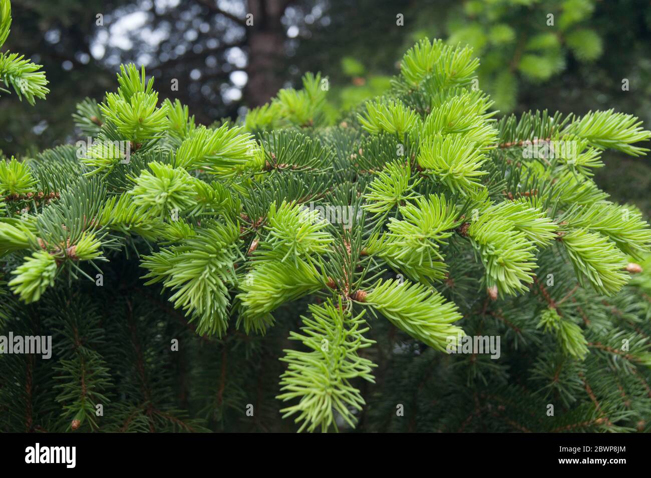 Picea abies European or Norway spruce Stock Photo
