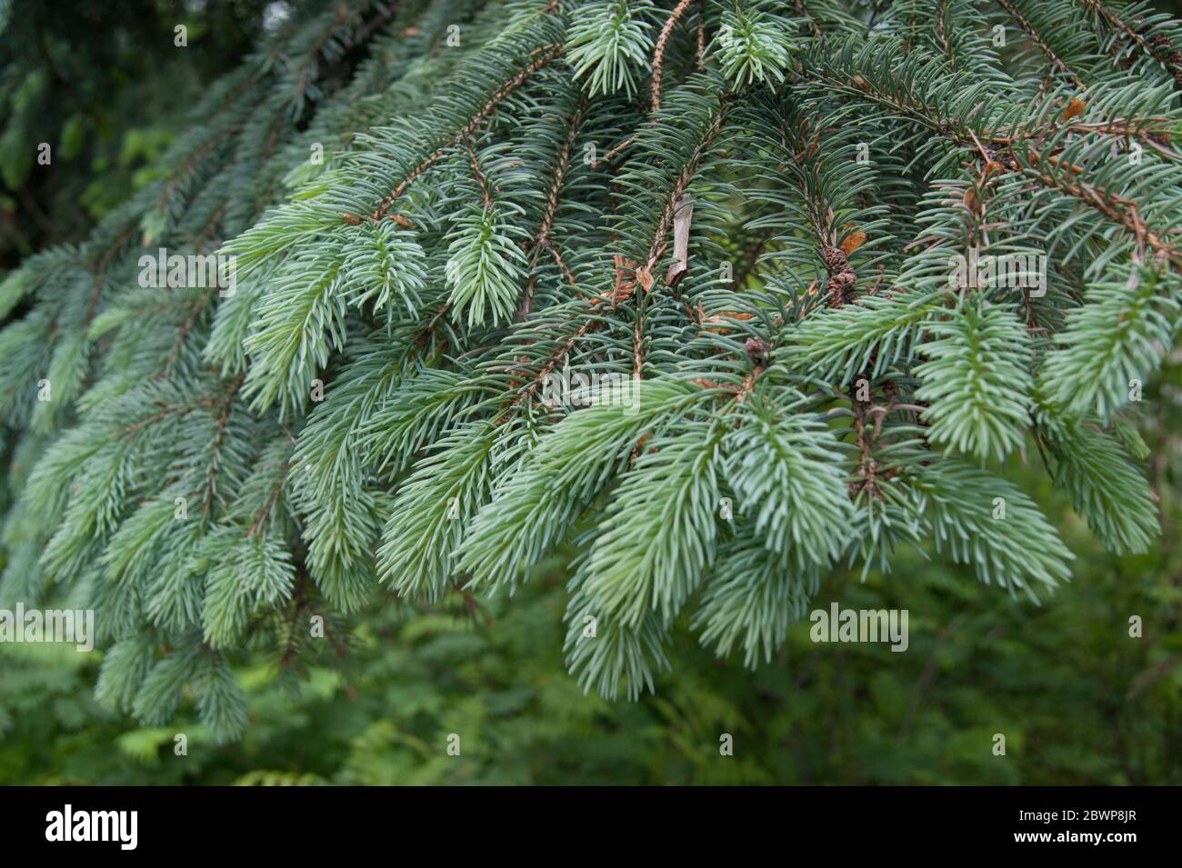 Picea abies European or Norway spruce Stock Photo