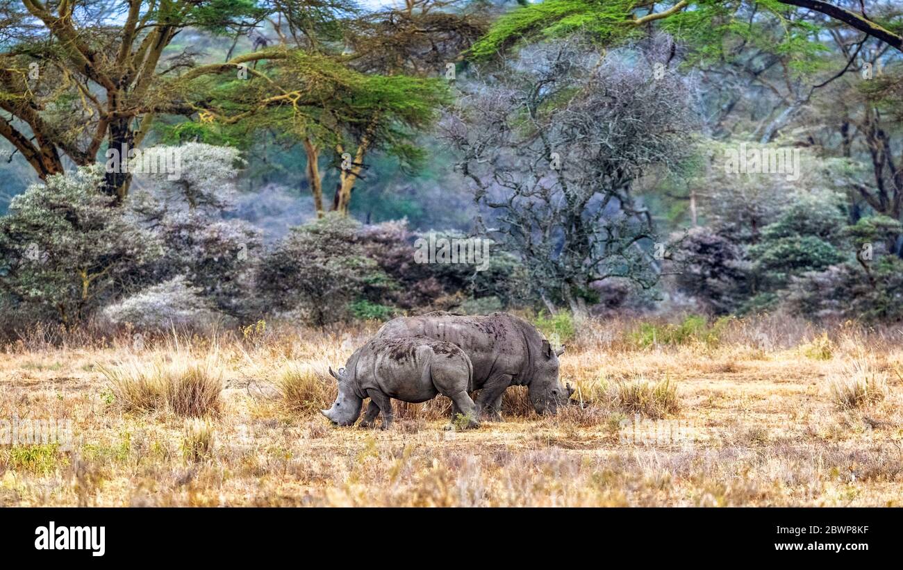 Baby and mother white rhinocerous grazing in the fever tree forest of Lake Nakuru, Kenya Africa Stock Photo