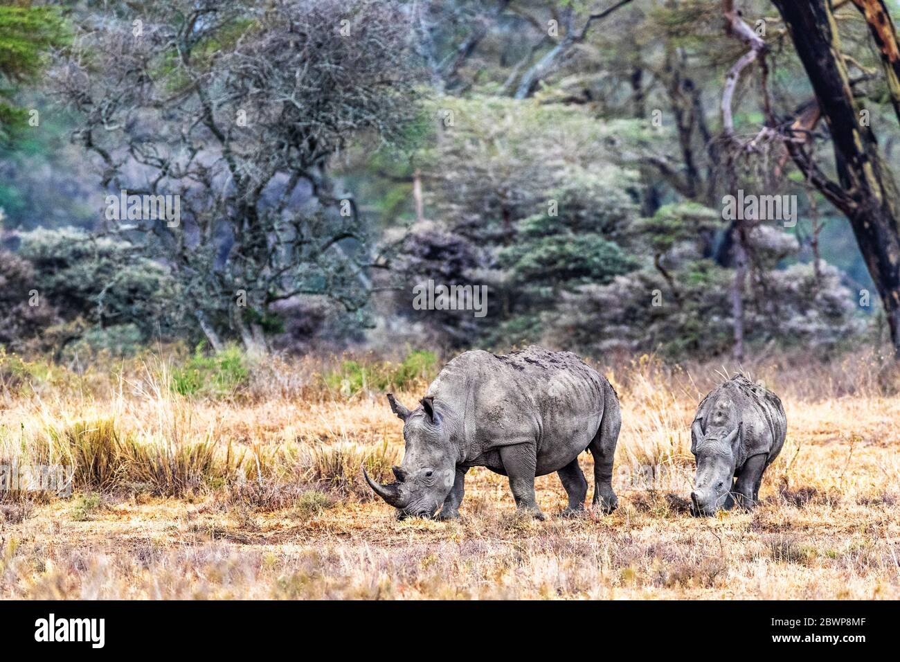Mother and calf white rhinoceros in Lake Nakuru, Kenya Africa Stock Photo