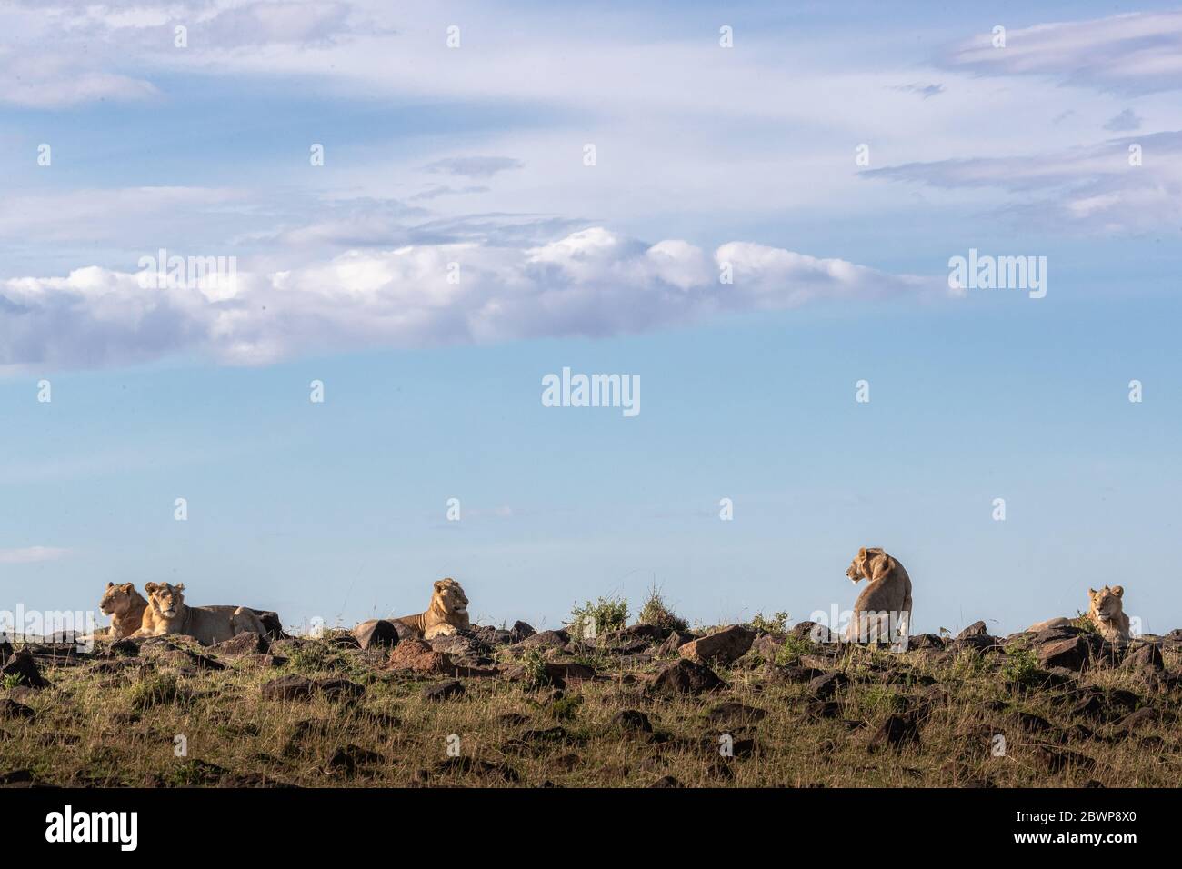 A pride of two year old young lions sitting on top of a rocky ledge outlook in the Mara Triangle, Kenya Africa Stock Photo