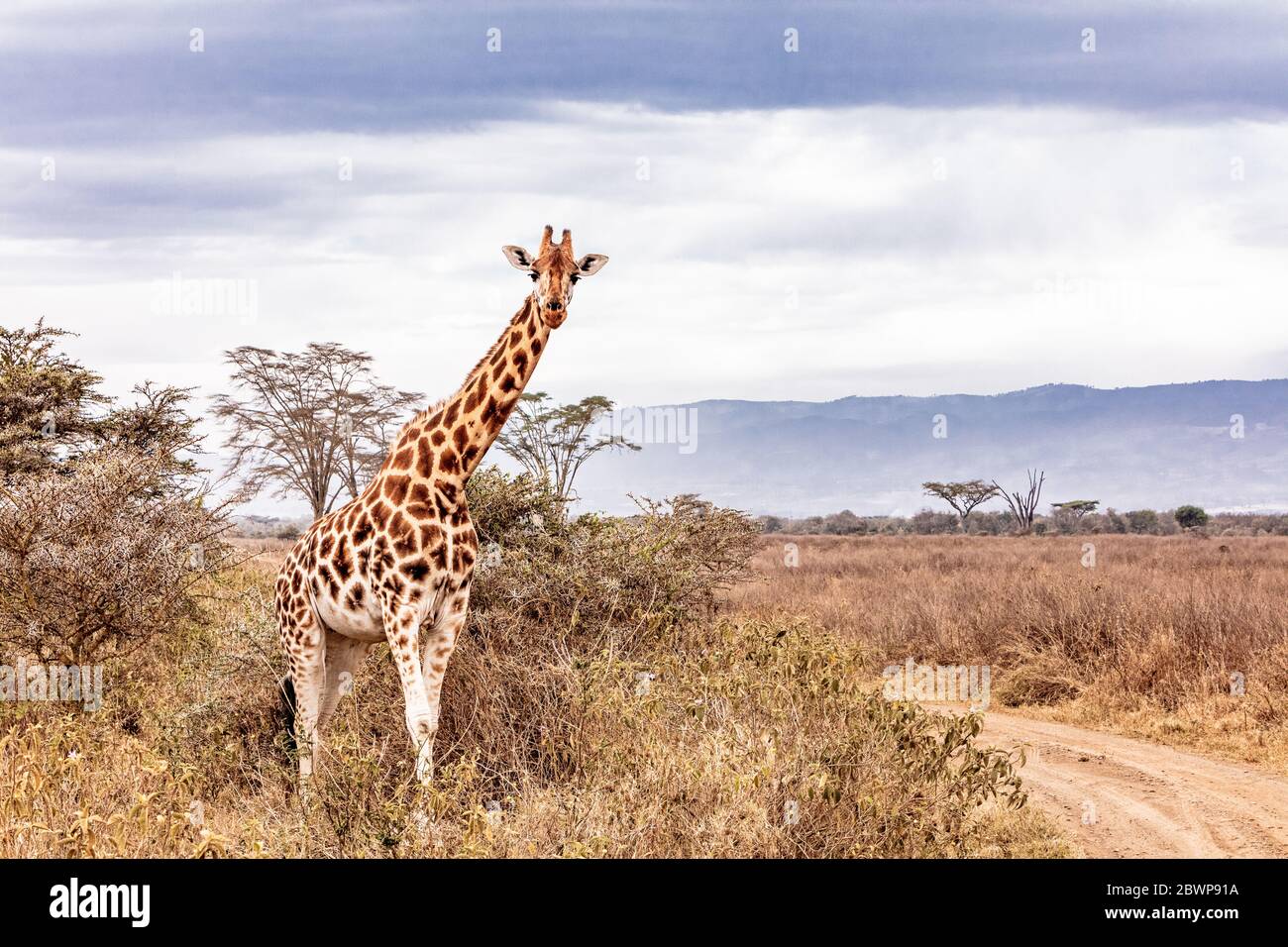 Beautiful endangered Rothschild's giraffe standing on side of road in Lake Nakuru area of Kenya in Africa Stock Photo