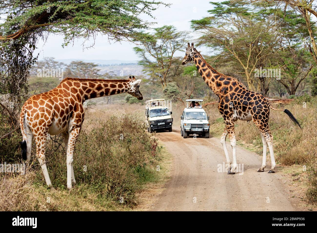 Lake Nakuru, Kenya/Africa - February 16, 2019: Two endangered Rotheschild's Giraffe cross a road while tourists in safari vehicles watch and photograp Stock Photo