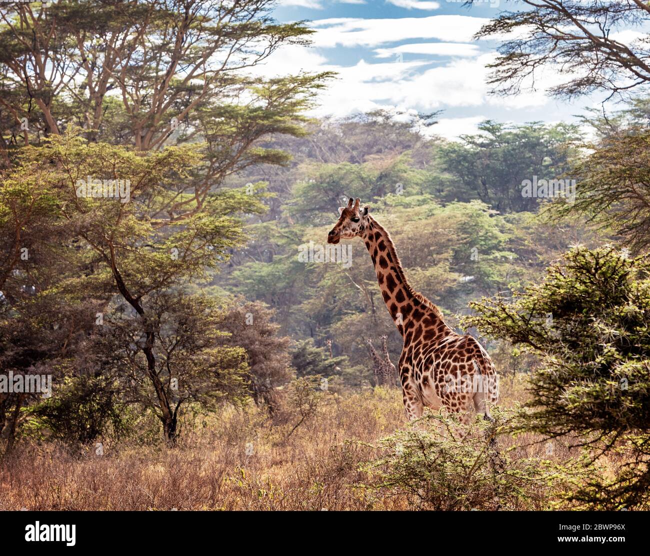 Beautiful endangered Rothschild's giraffe in Lake Nakuru, Kenya Africa Stock Photo