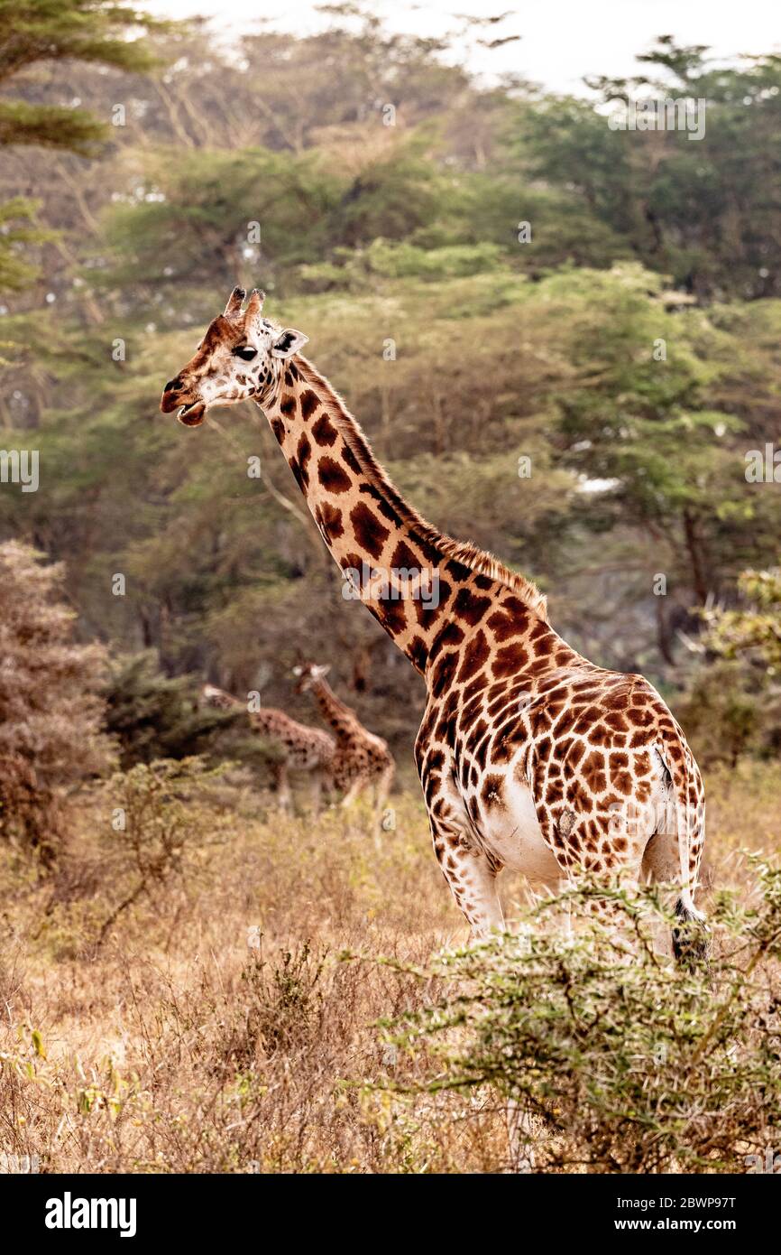 Beautiful Rothschild Giraffe with other in background in Lake Nakuru, Kenya Africa Stock Photo