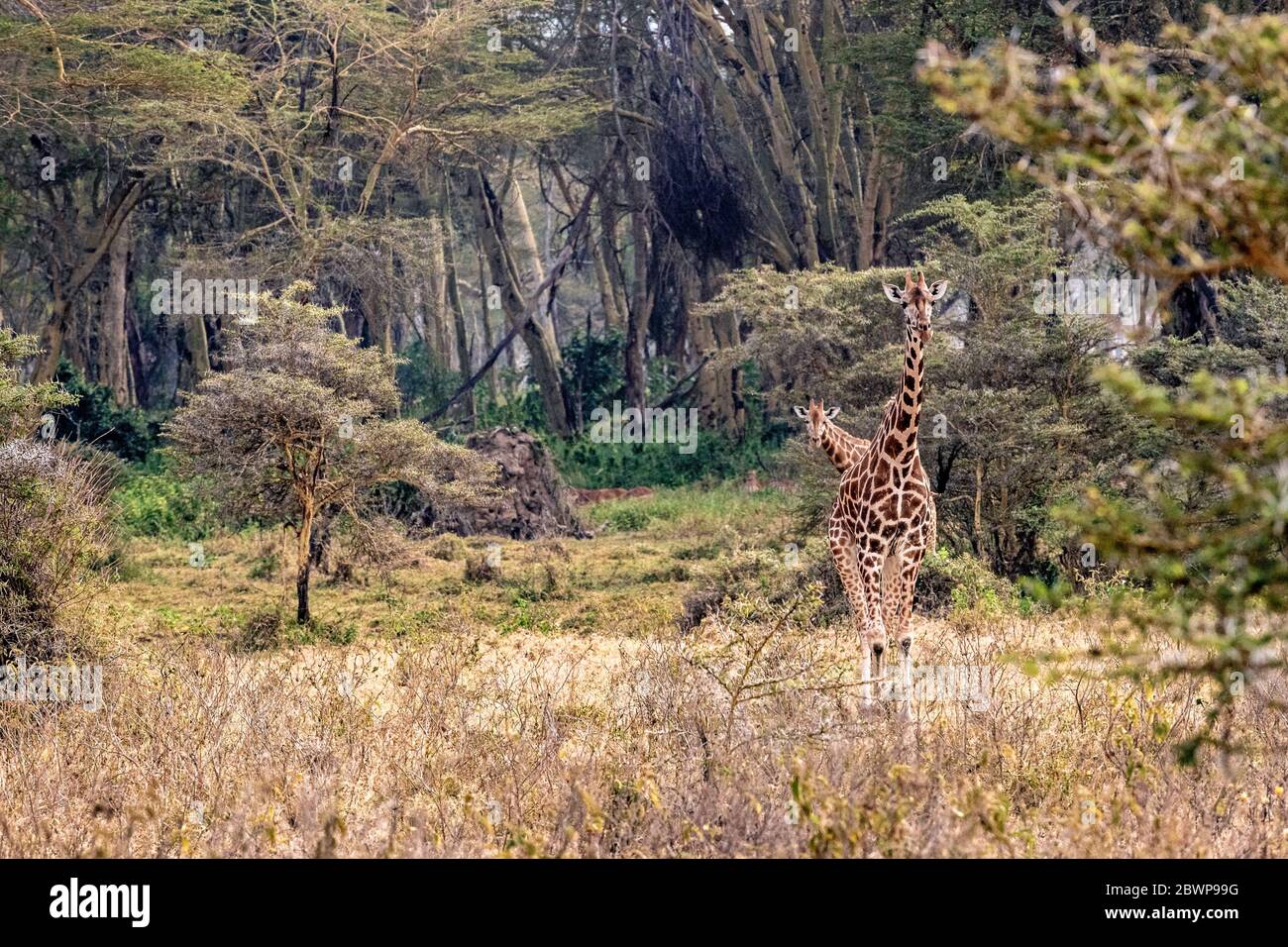 Endangered Rothschild's giraffe walking  in Lake Nakuru, Kenya Africa Stock Photo