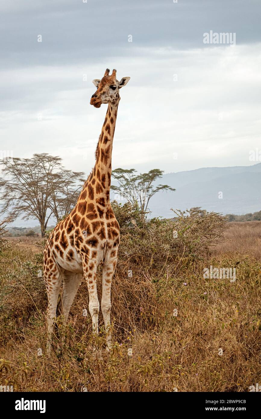 Endangered Rothschild's giraffe standing in Lake Nakuru, Kenya Africa field Stock Photo