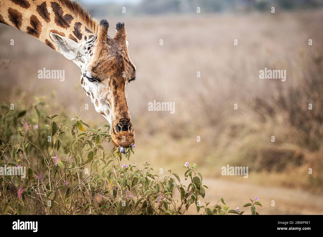 Rothschild's giraffe grazing on flowers in Lake Nakuru National Park Stock Photo