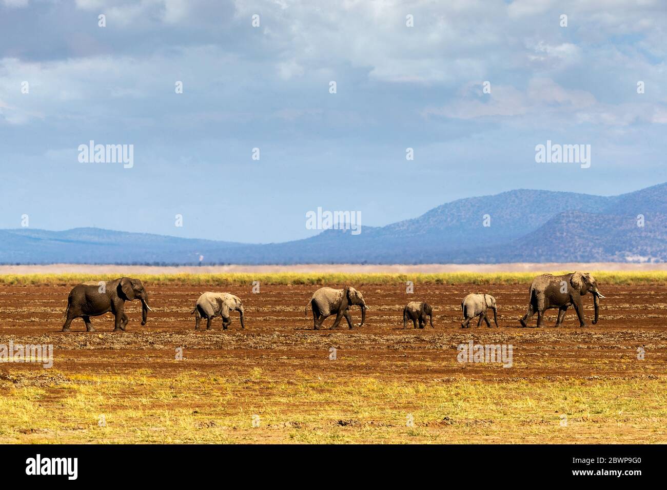Family of African elephants walking together in a row through a dried river bed in Amboseli, Kenya in Africa Stock Photo