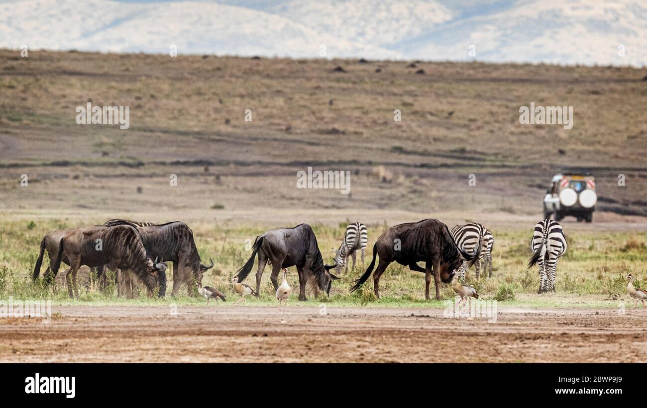 African safari scene with migrating wildebeest and zebra and tourist vehicle driving in the background Stock Photo