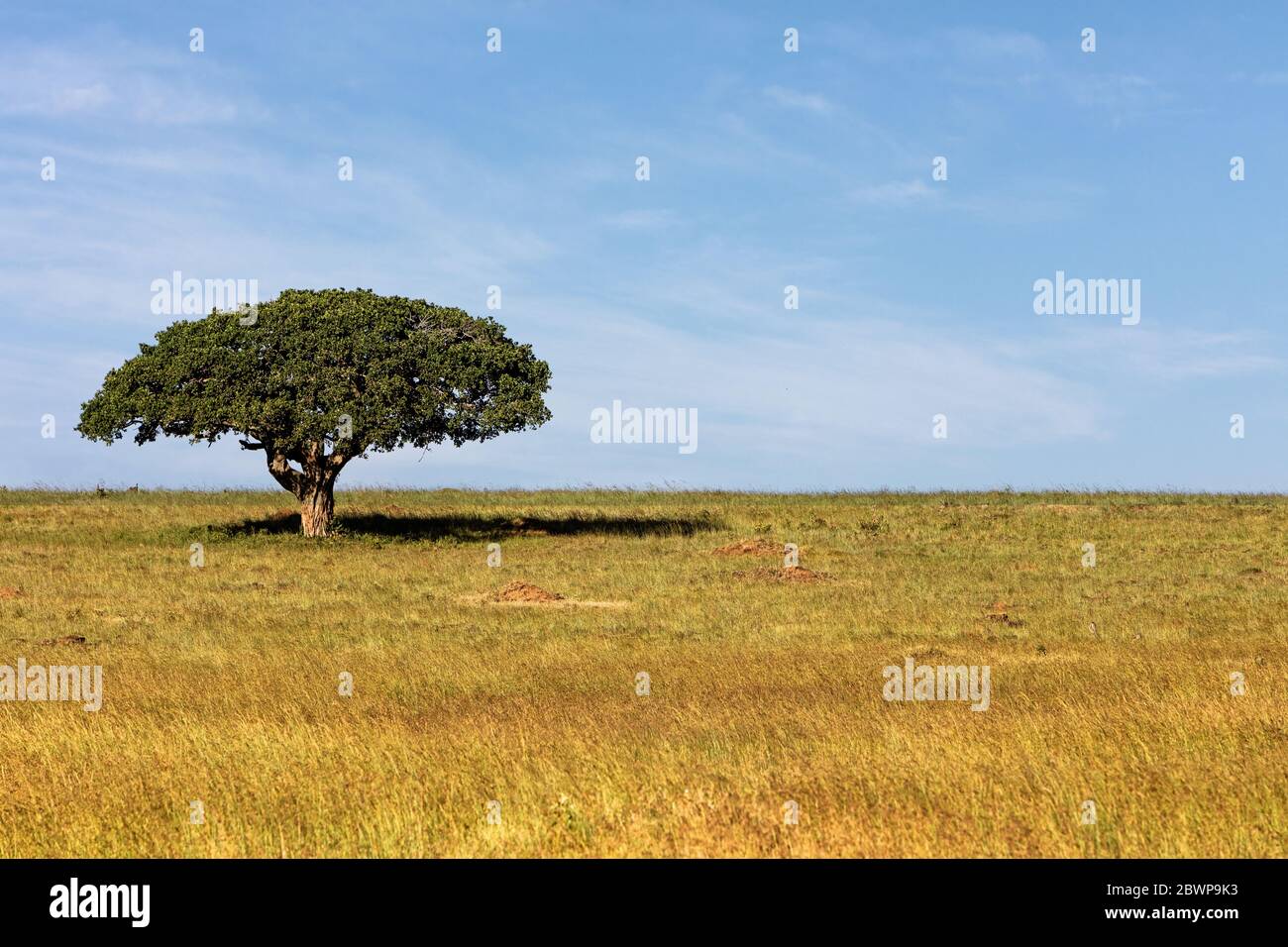 Single tree with wide umbrella and shade underneath in open field in Kenya, Africa Stock Photo