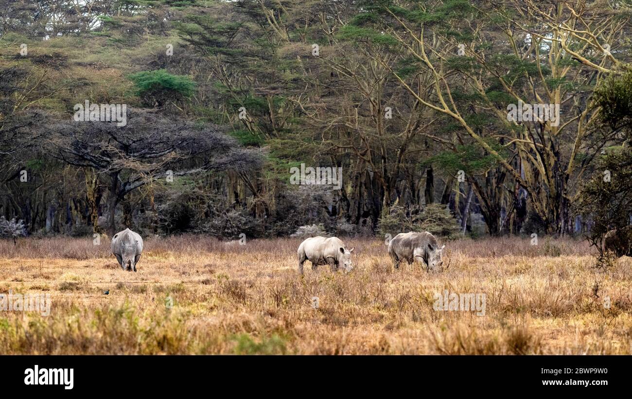 Family of three white rhinos together in fever tree forest of Lake Nakuru, Kenya Africa Stock Photo